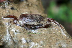 Heterotremata