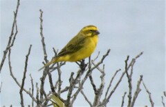 Crithagra flaviventris