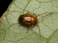 Eucolaspis