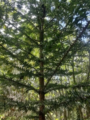 Araucaria bidwillii