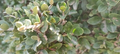 Olea europaea europaea