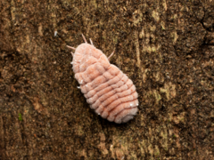 Coelostomidia zealandica
