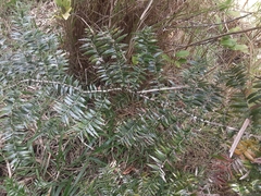 Araucaria bidwillii