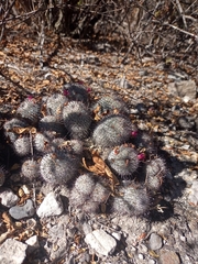 Mammillaria haageana meissneri