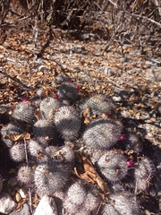 Mammillaria haageana meissneri