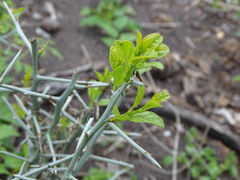 Sarcomphalus obtusifolius