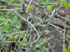 Sarcomphalus obtusifolius