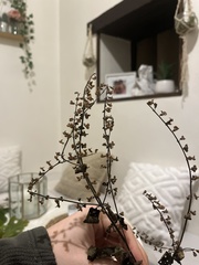 Teucrium scorodonia