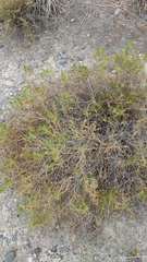 Baccharis boliviensis