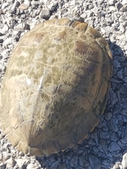 Emydidae