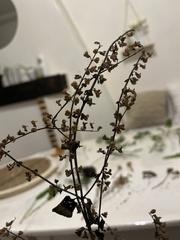 Teucrium scorodonia