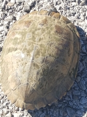 Emydidae