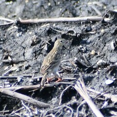 Anthus spragueii