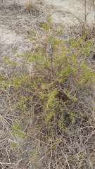 Baccharis boliviensis