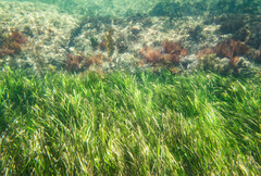 Zostera