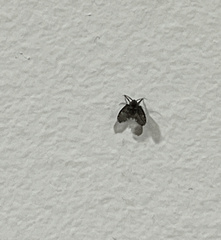 Psychodinae