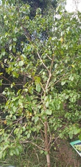 Premna serratifolia