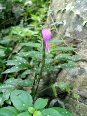 Justiciinae