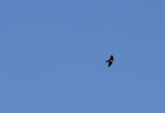 Pygochelidon cyanoleuca