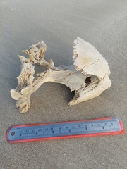 Caretta caretta