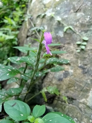Justiciinae