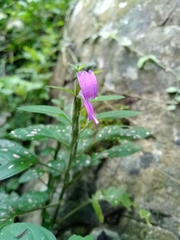Justiciinae