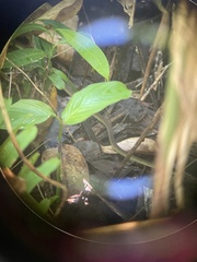 Dendrelaphis modestus