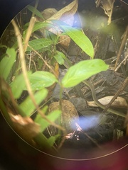 Dendrelaphis modestus