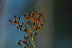 Hypericum cistifolium