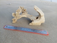 Caretta caretta