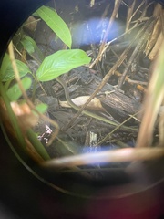 Dendrelaphis modestus