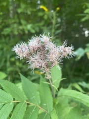 Eutrochium maculatum maculatum