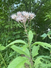 Eutrochium maculatum maculatum