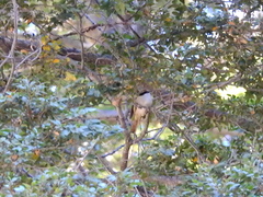 Aphrastura spinicauda