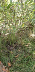 Wikstroemia indica