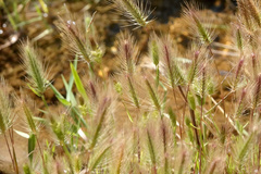 Hordeum marinum