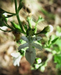 Teucrium corymbosum