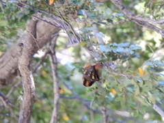 Aphrastura spinicauda