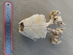 Caretta caretta