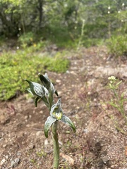Chloraea magellanica