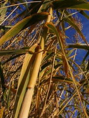 Arundo donax