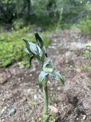 Chloraea magellanica