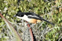 Laniarius ferrugineus ferrugineus