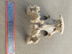 Caretta caretta