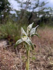 Chloraea magellanica