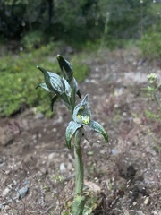 Chloraea magellanica