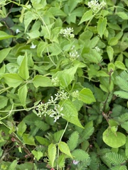 Mikania micrantha