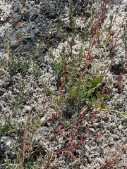 Berberis empetrifolia