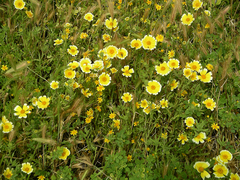 Layia platyglossa