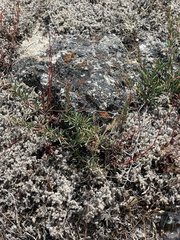 Berberis empetrifolia